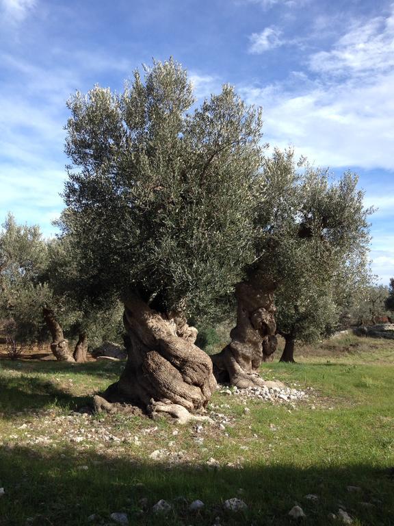 Masseria Purgatorio 法萨诺 外观 照片